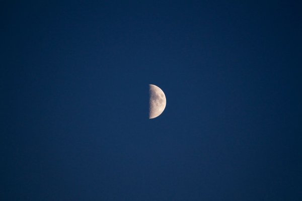 Quelle partie de la courgette Mange-t-on ?